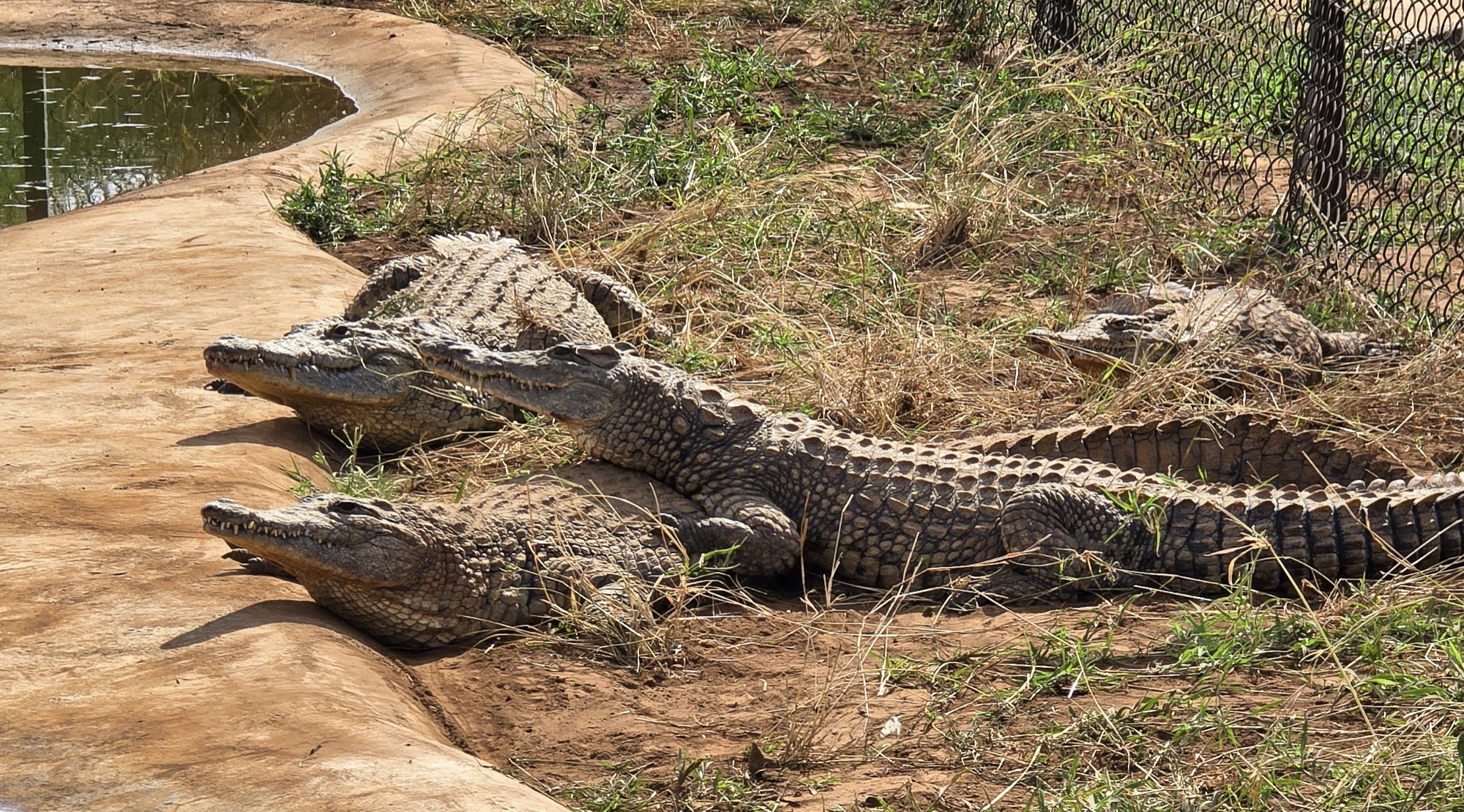 Amboseli Crocodile Park — contact and visitor information