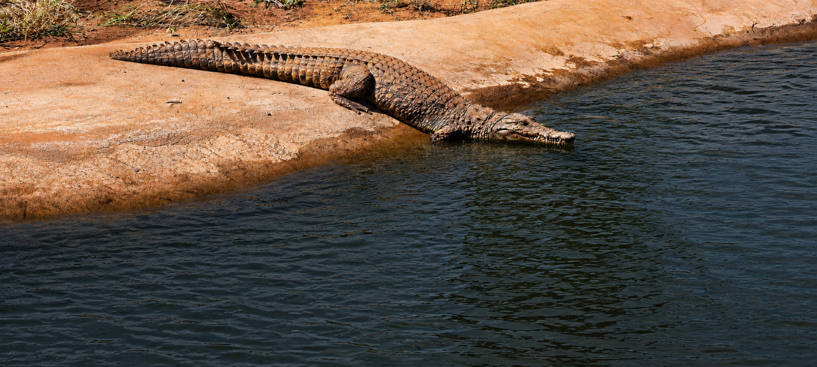 Nile crocodile resting at the water's edge