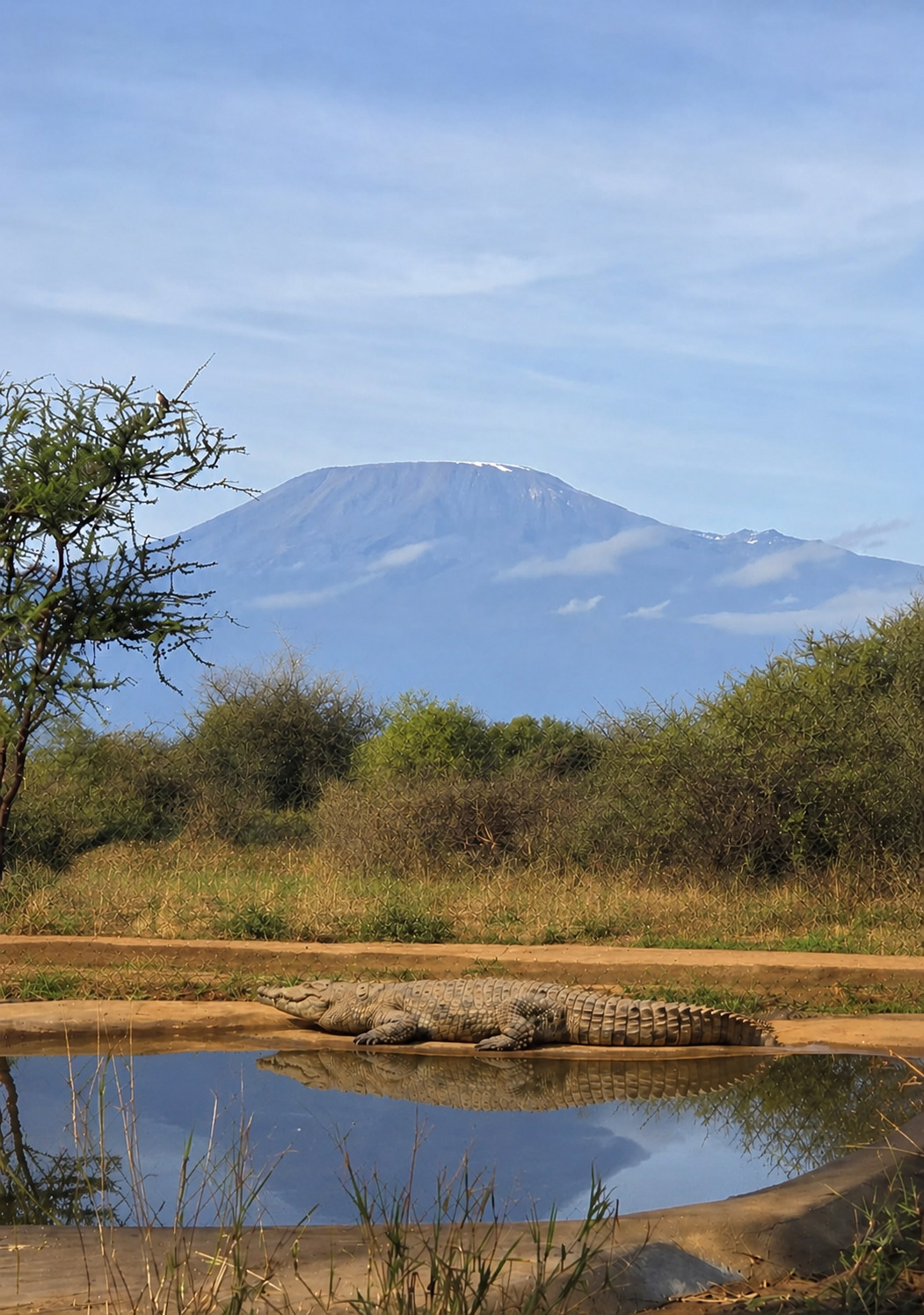 A Nile crocodile in the foreground with Mount Kilimanjaro in the background at Amboseli Crocodile Park